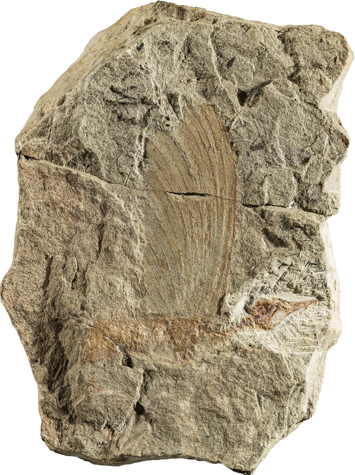 Scientists Unearth 247-Million-Year-Old 'Wonder' Fossil