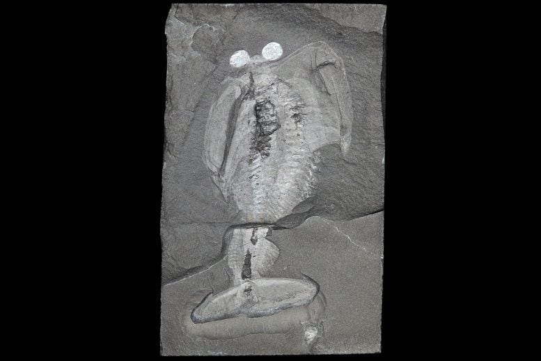 Fossil of Odaraia ROMIP 60746