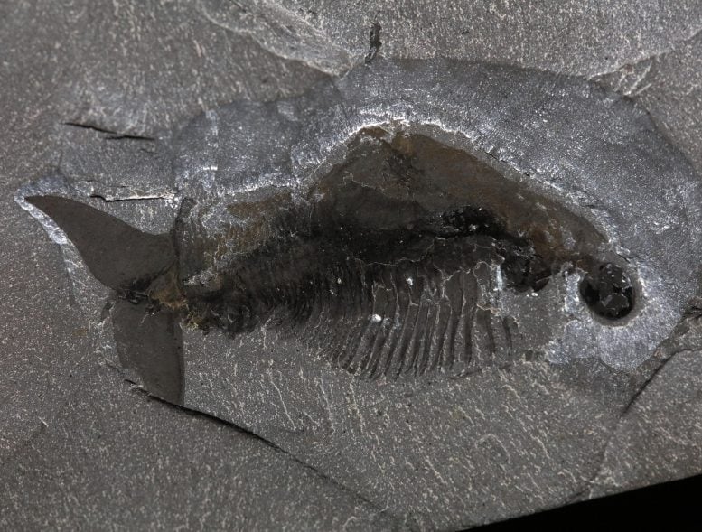Fossil of Odaraia ROMIP 952413 1