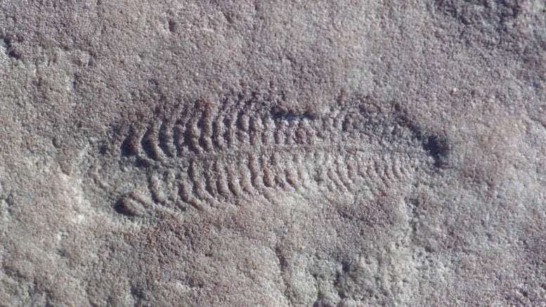 Fossil of Spriggina floundersi Collected in South Australia