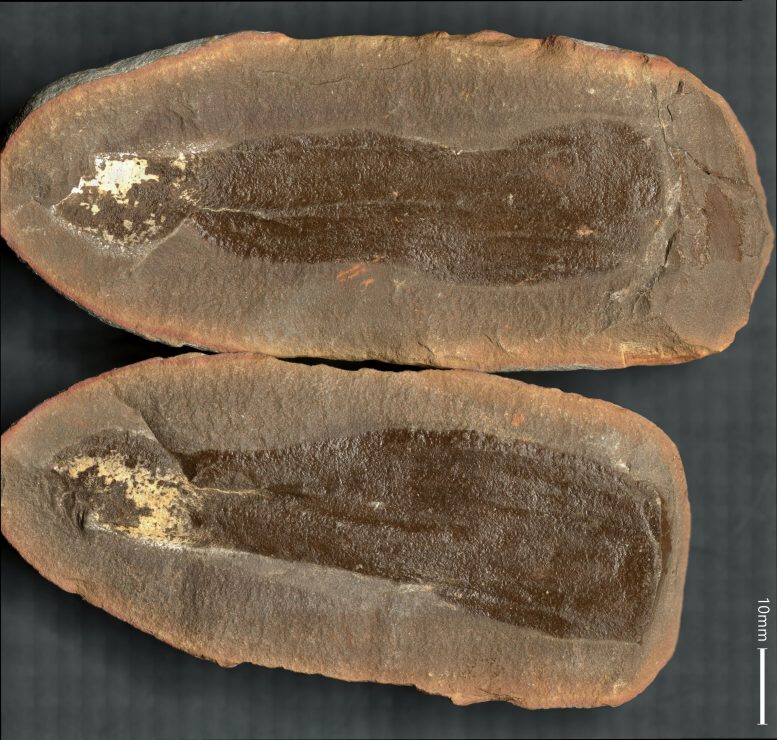 Fossil of Tully Monster (Tullimonstrum Gregarium) in Concretion