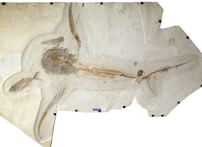 Fossil of the Aquilolamna Milarcae Shark