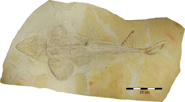 Fossil of the Late Jurassic Shark Protospinax annectans