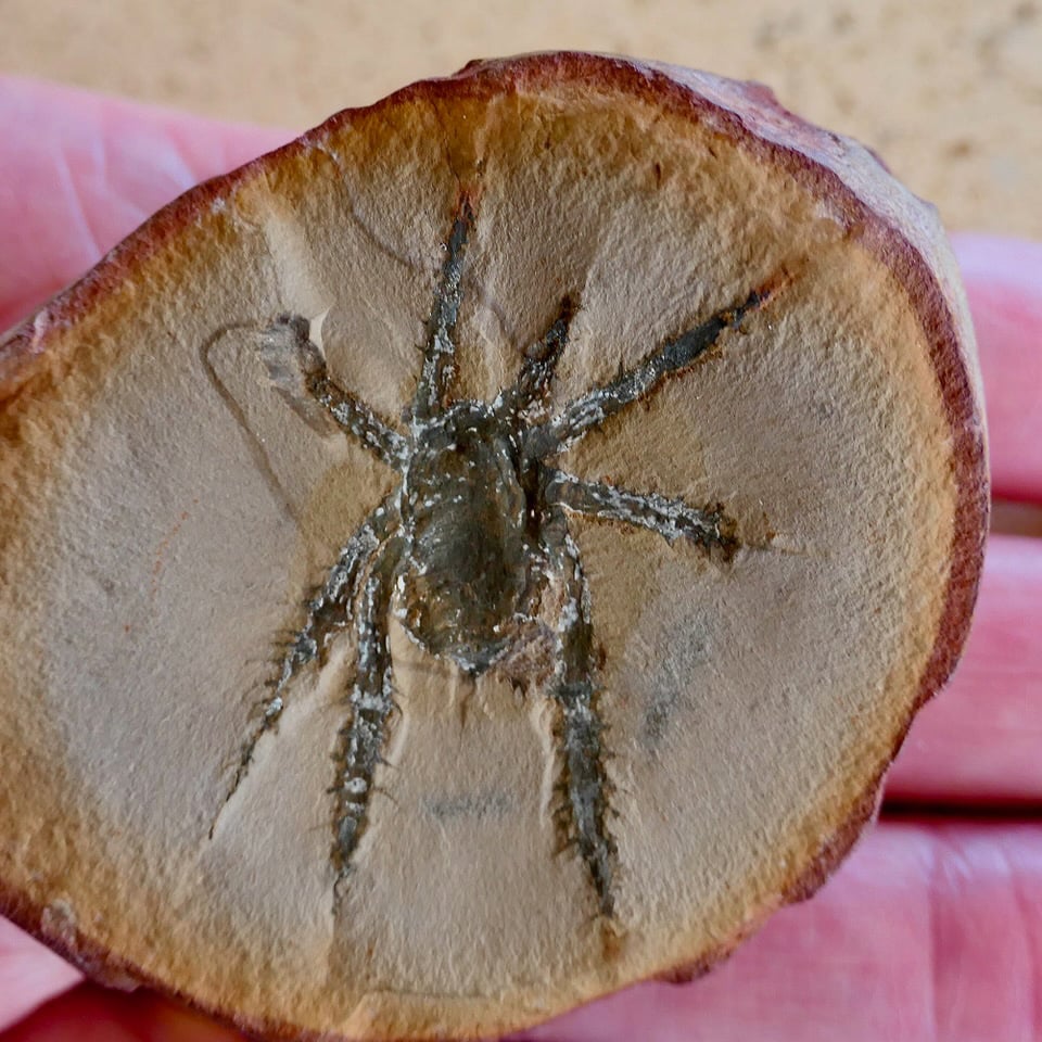 “Unlike Any Other Arachnid Known” – Scientists Discover Bizarre 308-Million-Year-Old Creature With Spiny Legs
