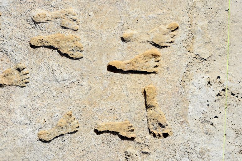 Fossilized Footprints in White Sands National Park