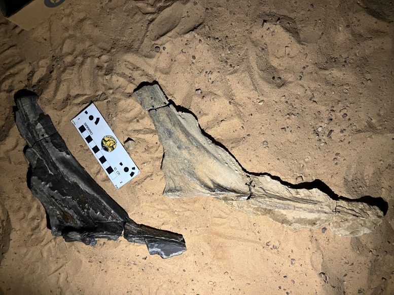 Fossilized Head Crests in situ