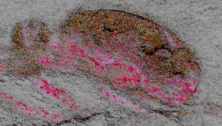 Fossilized Head and Brain of Cardiodictyon catenulum