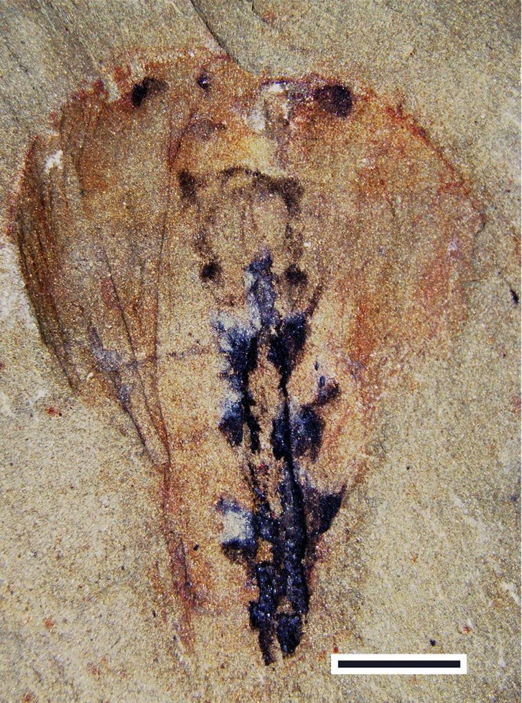 Fossilized Leanchoilia Brain