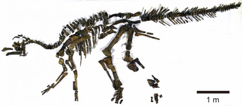 Fossilized Skeleton of Kamuysaurus Japonicus
