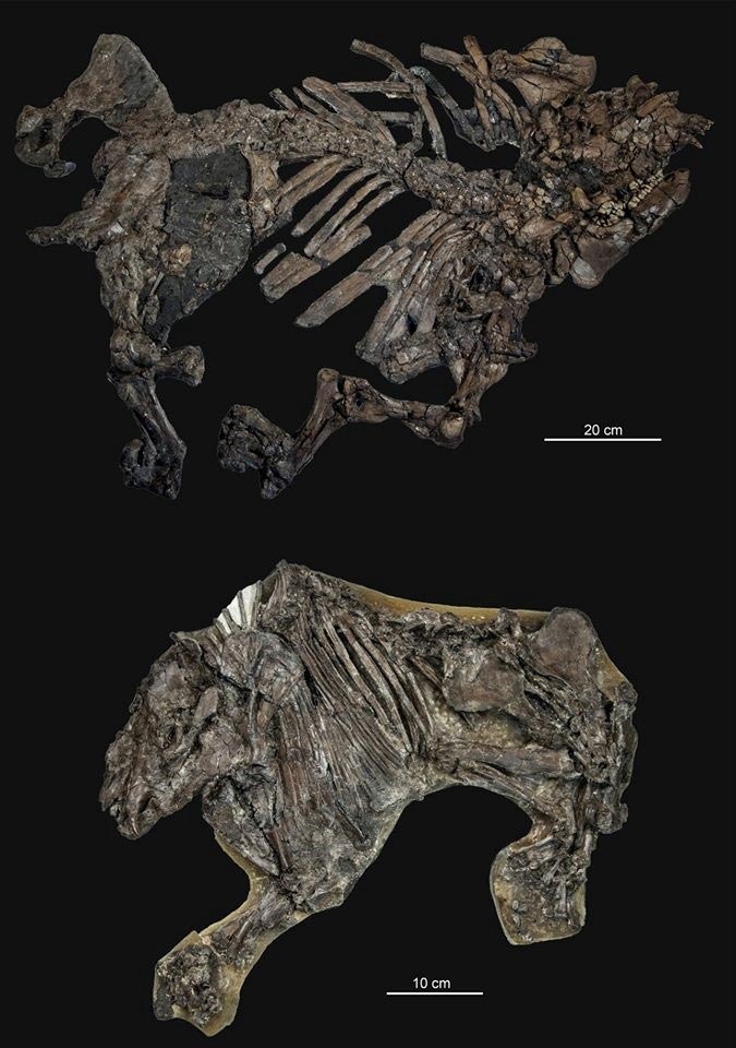 Fossilized Skeletons Tapir Horse