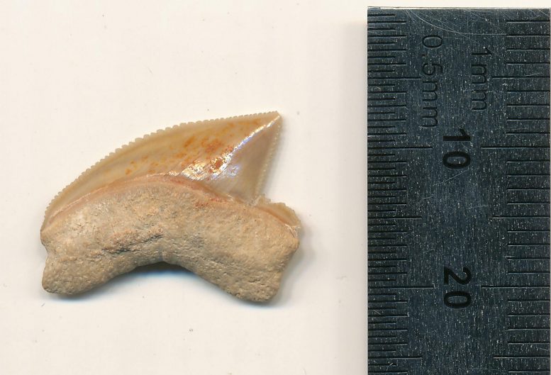 Fossilized Squalicorax Shark Tooth