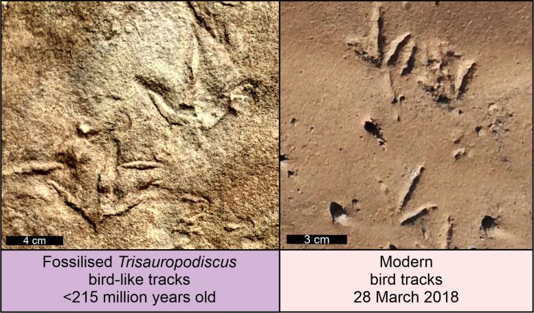 Fossilized Trisauropodiscus Tracks and Modern Bird Tracks