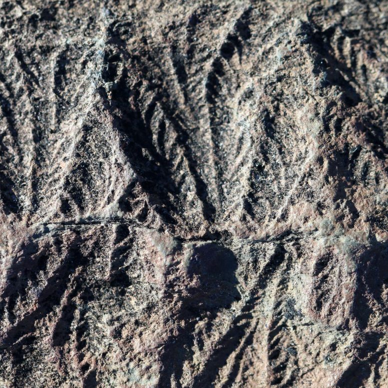 Fossils of Fractofusus