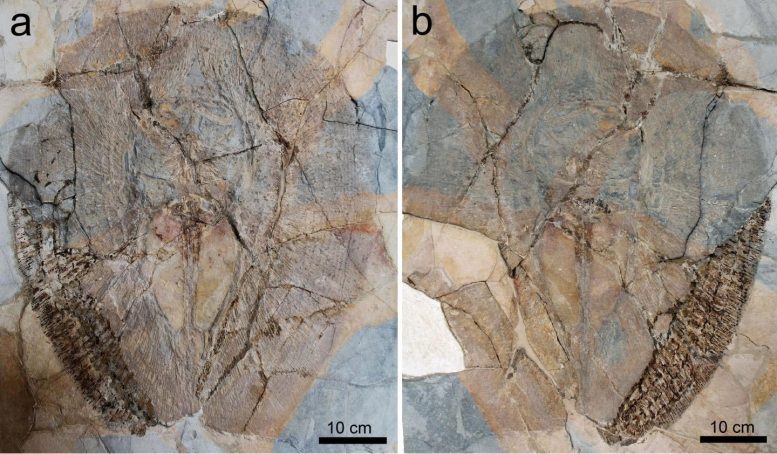 Fossils of Lessiniabatis Aenigmatica