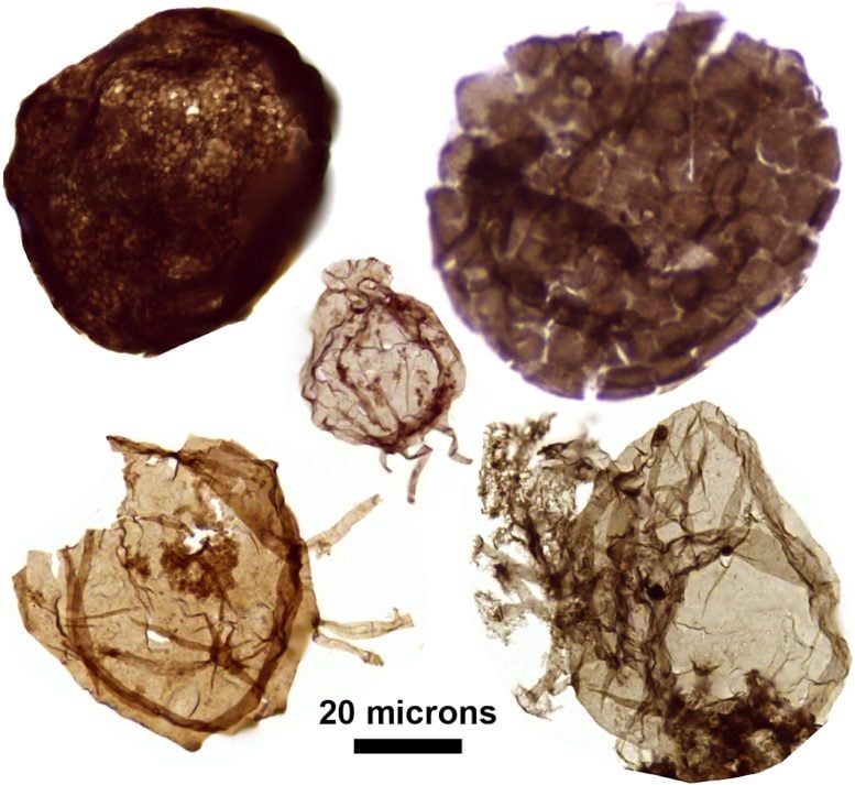Fossils of Single Celled Eukaryotic Organisms