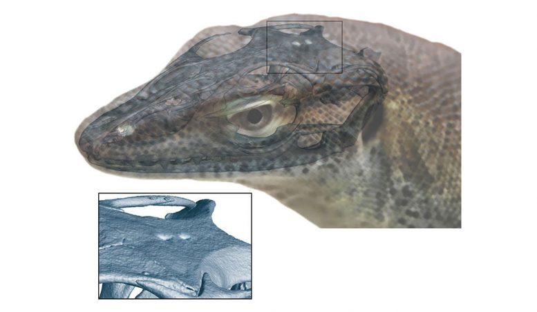 Four-Eyed Lizard Offers a New View of Evolution