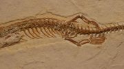 Four-Legged Snake Fossil Discovered