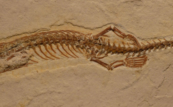 Four-Legged Snake Fossil Discovered