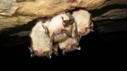 Four Little Brown Bats