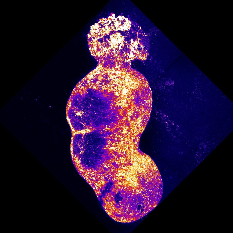 Four Organoid Integration