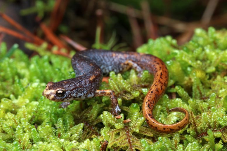 Four-Toed Salamander, Hemidactylium scutatum
