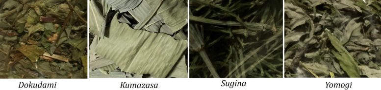 Four Types of Herbal Tea Investigated Graphic