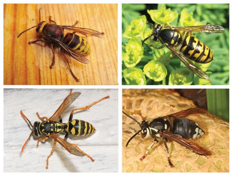 Four Wasp and Hornet Species