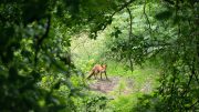 Fox in a Forest