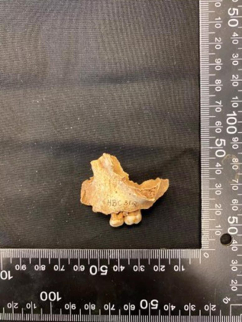 Fragment of Maxilla From the Oldest Northener