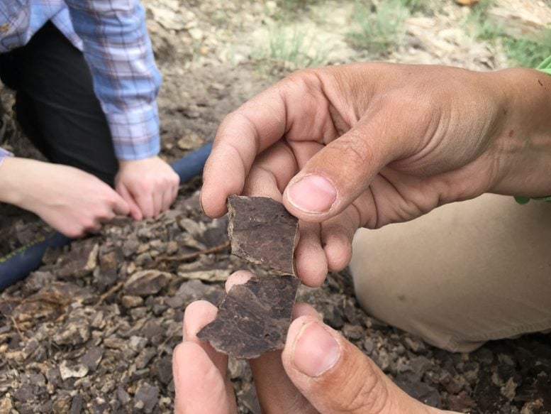 Fragments of Fossilized Leaves