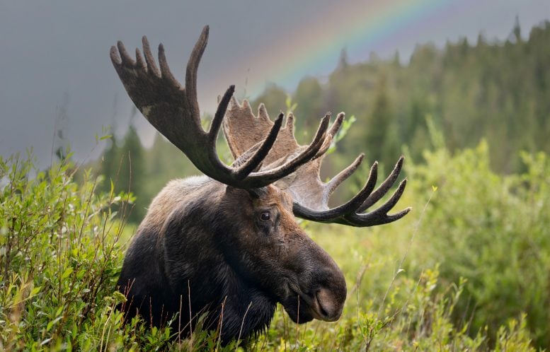 Frank the Tank, a Large Bull Moose in Rocky Mountain National Park