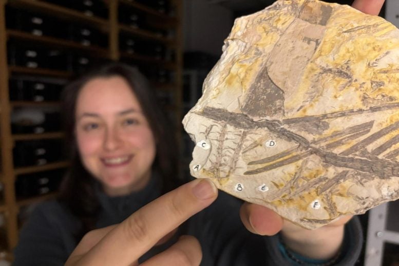 Franscinella riograndensis Fossil