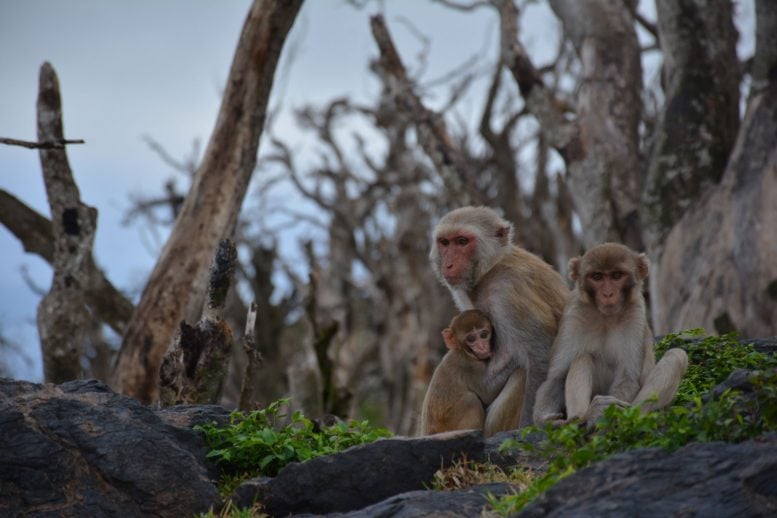 Free Living Macaques