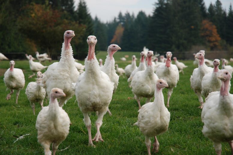 Free Range Organic Turkeys