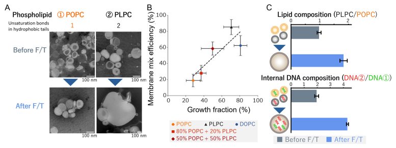 Freeze Thaw Cycle Induced Vesicle Growth and Compositional Changes