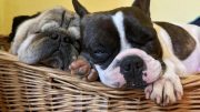 French Bulldog and Pug