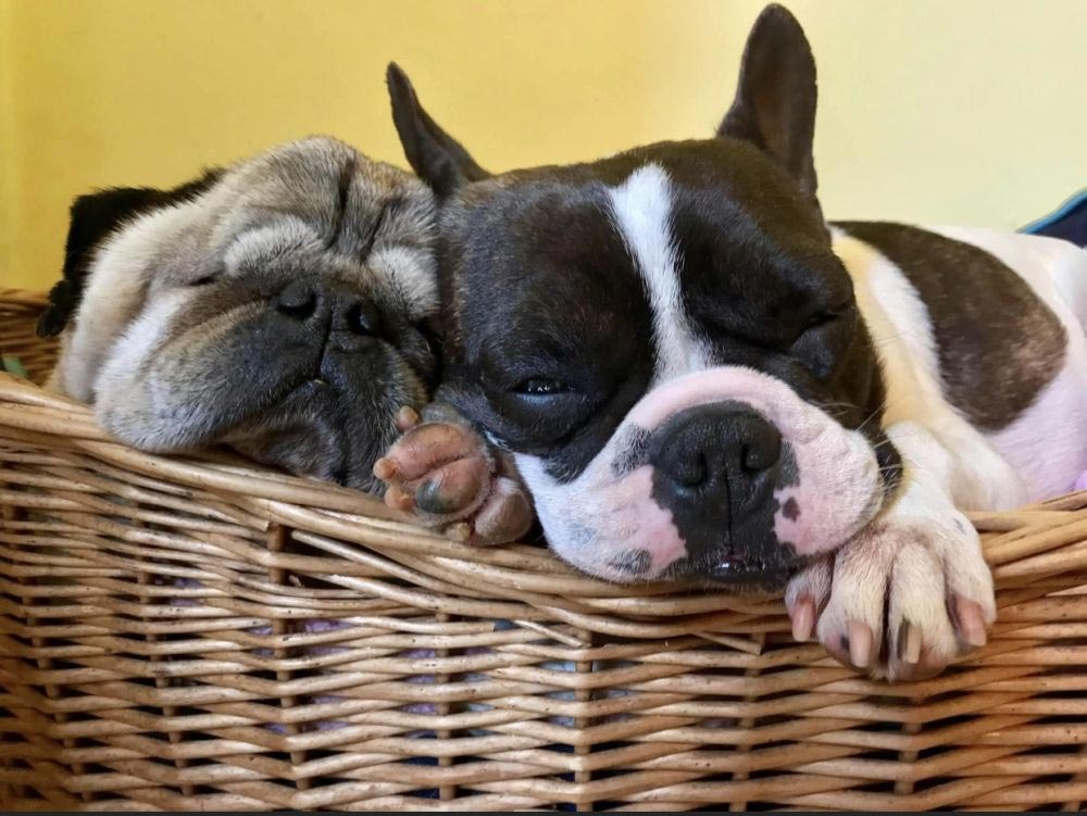 do french bulldogs like to snuggle