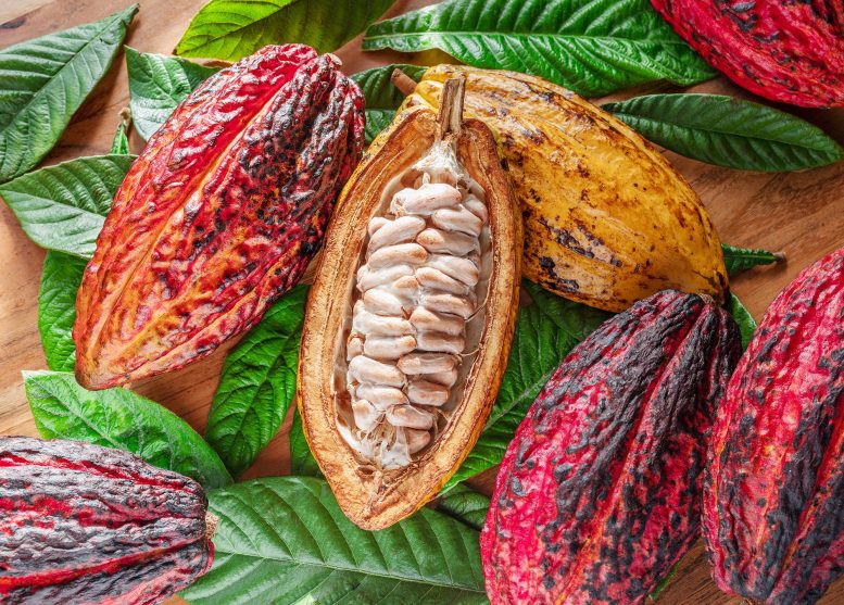 Even Cooling the Planet May Not Save Your Coffee, Wine, and Chocolate