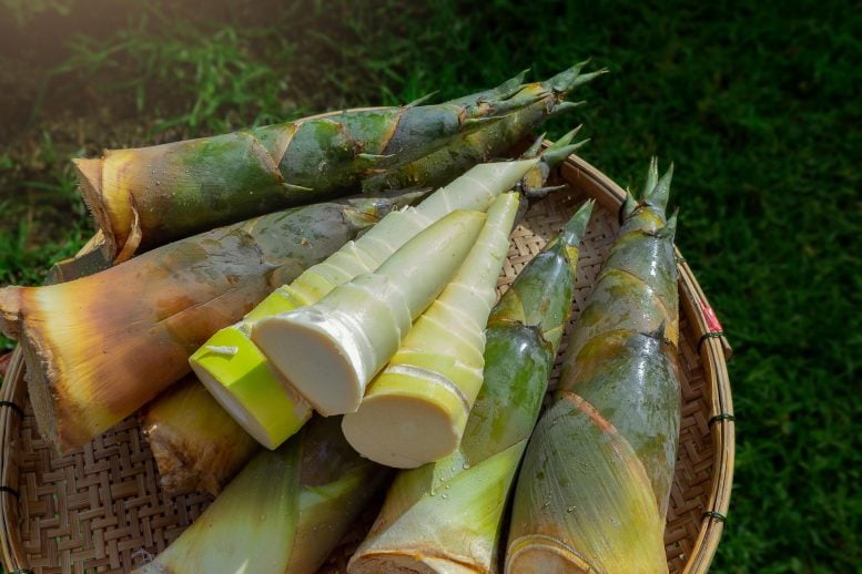 Fresh Harvest Bamboo Shoots