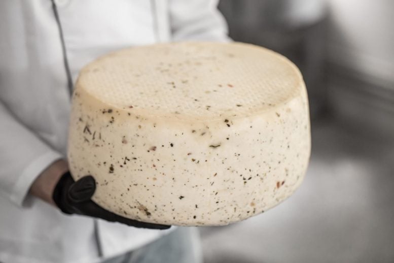 Fresh Homemade Artisanal Cheese