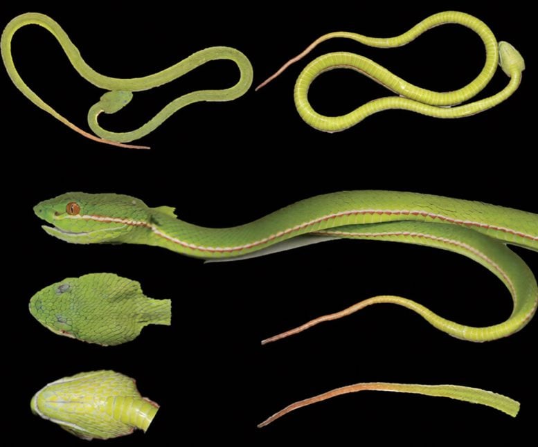 Fresh Specimen of Trimeresurus Lii