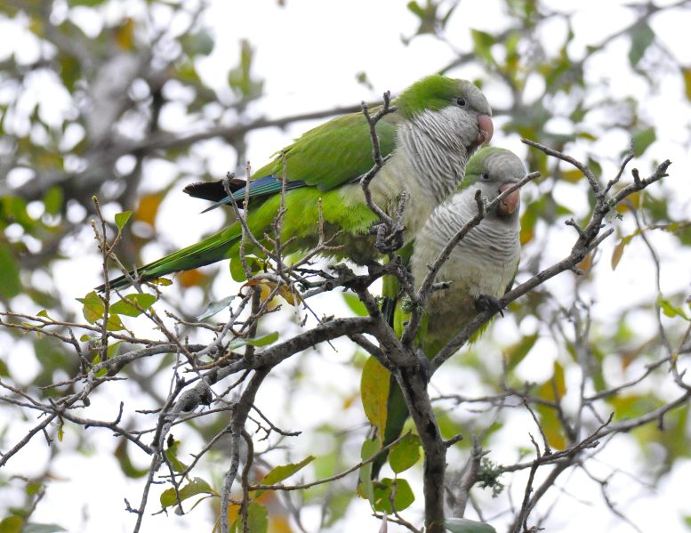 Friendly Pair of Monk Parakeets