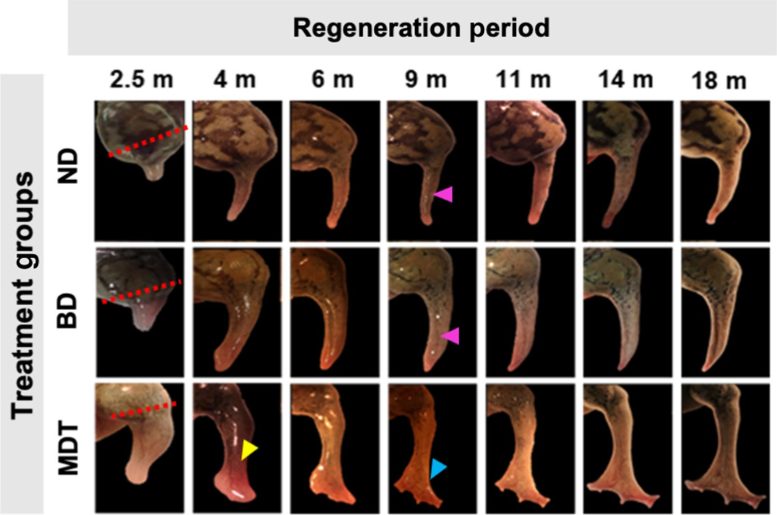 Regeneration of frog limbs