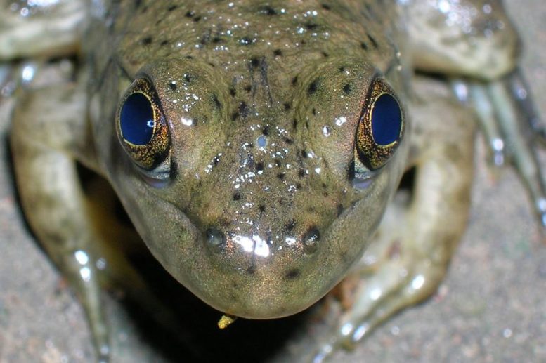 Frog Parietal Eye