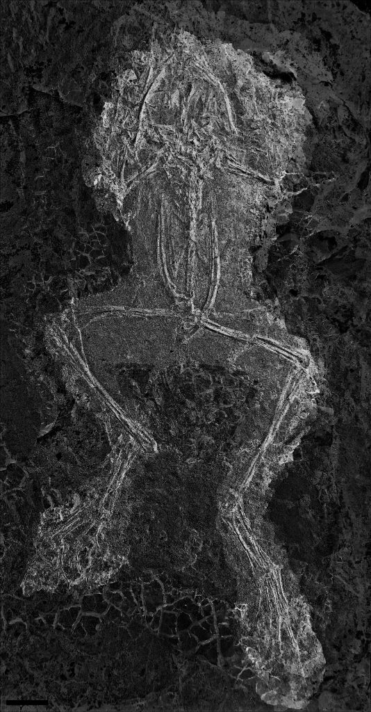 Frog Skeleton