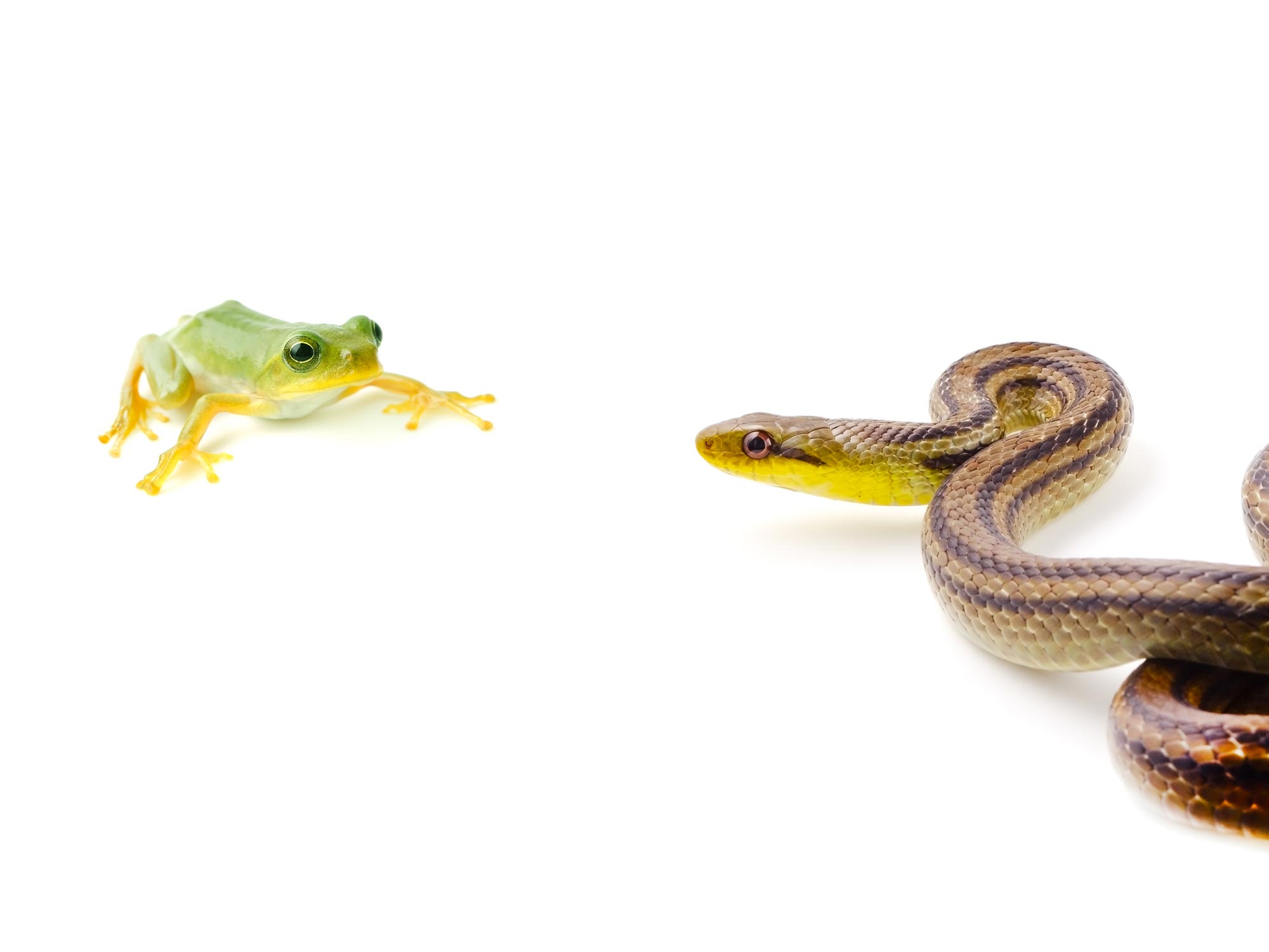 Testing The Patience Of Predators And Prey Snakes And Frogs Appear To
