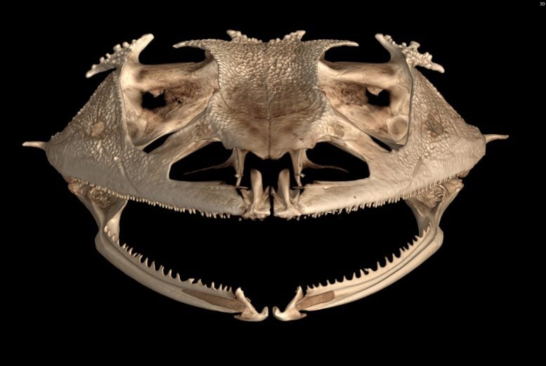 Frog Teeth CT Scan