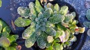 Frost on Arabidopsis thaliana