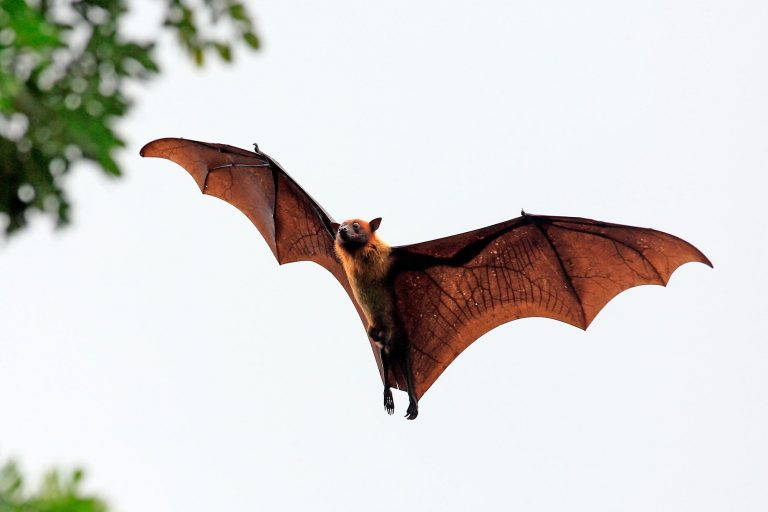 EbolaLike Marburg Virus Found in Sierra Leone Bats