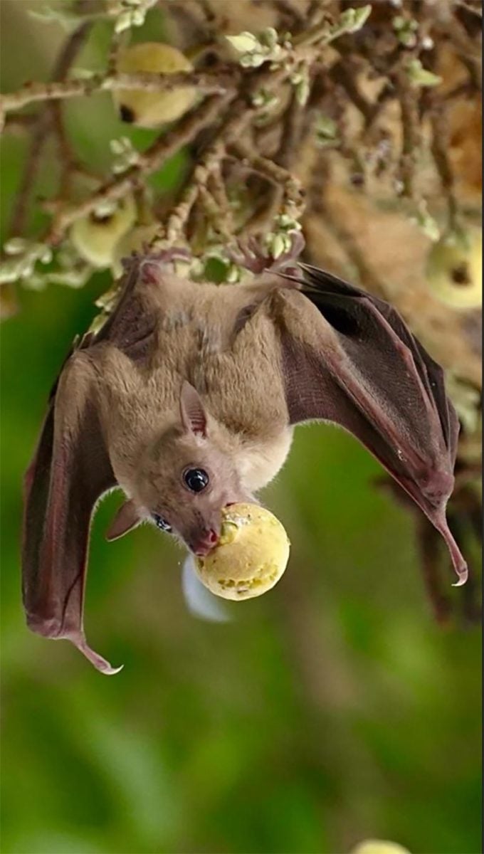 Fruit Bat Hanging From Tree